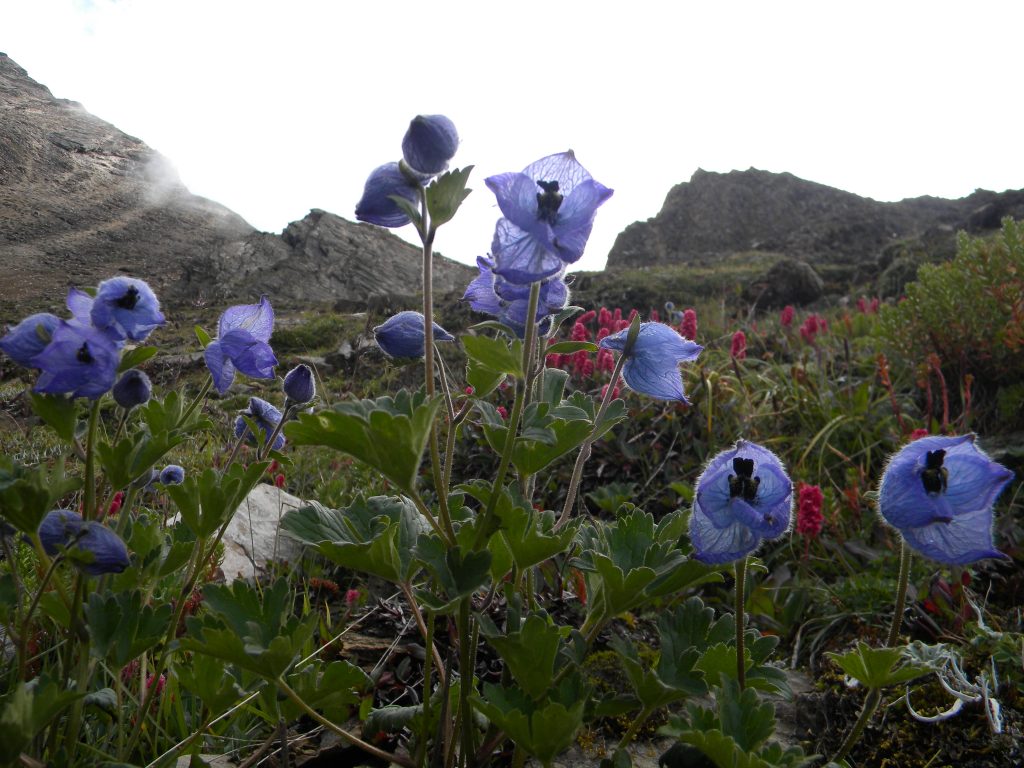 Valley of Flowers Trek Tour Packages
