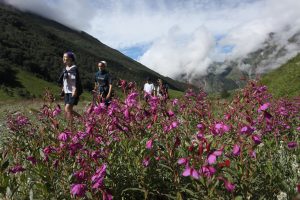 valley of flowers information